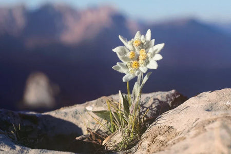 Série Edelweiss